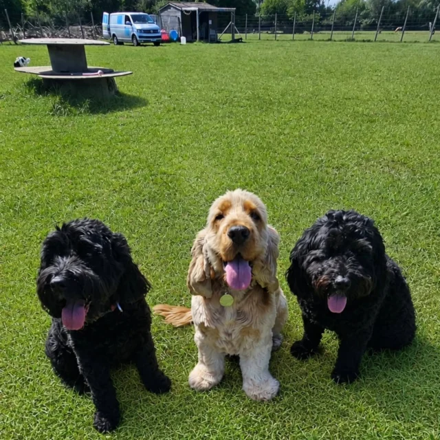 Dog Walking Services by Darren Larkin is the only independent business in the area that utilities a fully enclosed field for your dog/s safety.

We are more than just a service to take your dog out or call round for your wellness service.

It's about the relationship, love and bond we form with our clients dog's, so they feel loved and at ease when we arrive and throughout the day.

We pride ourselves on that personal service we deliver to you and your family member. 

Single Sessions ✔️
All-Day Sessions ✔️
Wellness checks ✔️ 
Home Pet Services ✔️
Pet sitting ✔️
Grooming Service ✔️
Out-of-Hours Service ✔️

For more information, please contact 07799 543484 or visit the website for more information. 

dogwalkingservicesdarrenlarkin.co.uk

We are listed on "The Good Dog Guide."