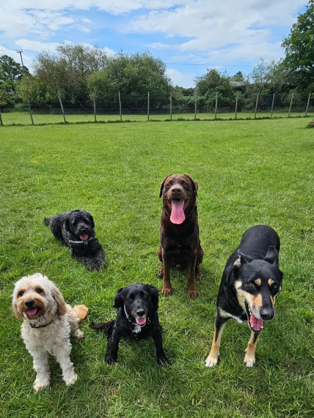 Dog Walking Services by Darren Larkin is the only independent business in the area that utilities a fully enclosed field for your dog/s safety.

We are more than just a service to take your dog out or call round for your wellness service.

It's about the relationship, love and bond we form with our clients dog's, so they feel loved and at ease when we arrive and throughout the day.

We pride ourselves on that personal service we deliver to you and your family member. 

Single Sessions ✔️
All-Day Sessions ✔️
Wellness checks ✔️ 
Home Pet Services ✔️
Pet sitting ✔️
Grooming Service ✔️
Out-of-Hours Service ✔️

For more information, please contact 07799 543484 or visit the website for more information. 

dogwalkingservicesdarrenlarkin.co.uk

We are listed on "The Good Dog Guide."