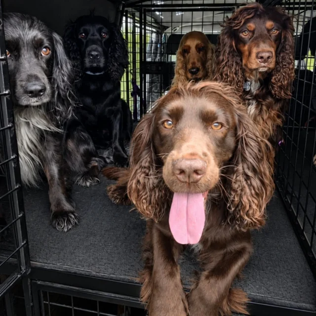 My amazing Spaniels all together ❤️
