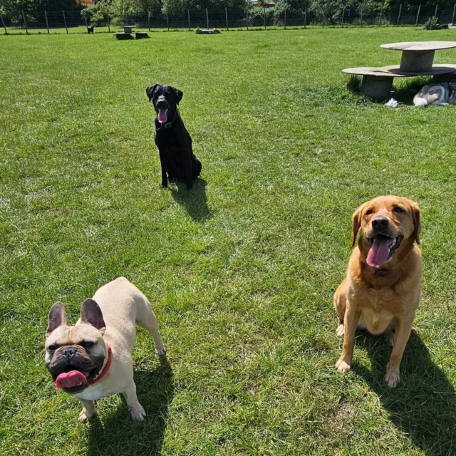 Dog Walking Services by Darren Larkin is the only independent business in the area that utilities a fully enclosed field for your dog/s safety.

We are more than just a service to take your dog out or call round for your wellness service.

It's about the relationship, love and bond we form with our clients dog's, so they feel loved and at ease when we arrive and throughout the day.

We pride ourselves on that personal service we deliver to you and your family member. 

Single Sessions ✔️
All-Day Sessions ✔️
Wellness checks ✔️ 
Home Pet Services ✔️
Pet sitting ✔️
Grooming Service ✔️
Out-of-Hours Service ✔️

For more information, please contact 07799 543484 or visit the website for more information. 

dogwalkingservicesdarrenlarkin.co.uk

We are listed on "The Good Dog Guide."