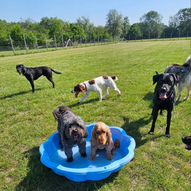 Dog Walking Services by Darren Larkin is the only independent business in the area that utilities a fully enclosed field for your dog/s safety.

We are more than just a service to take your dog out or call round for your wellness service.

It's about the relationship, love and bond we form with our clients dog's, so they feel loved and at ease when we arrive and throughout the day.

We pride ourselves on that personal service we deliver to you and your family member. 

Single Sessions ✔️
All-Day Sessions ✔️
Wellness checks ✔️ 
Home Pet Services ✔️
Pet sitting ✔️
Grooming Service ✔️
Out-of-Hours Service ✔️

For more information, please contact 07799 543484 or visit the website for more information. 

dogwalkingservicesdarrenlarkin.co.uk

We are listed on "The Good Dog Guide."