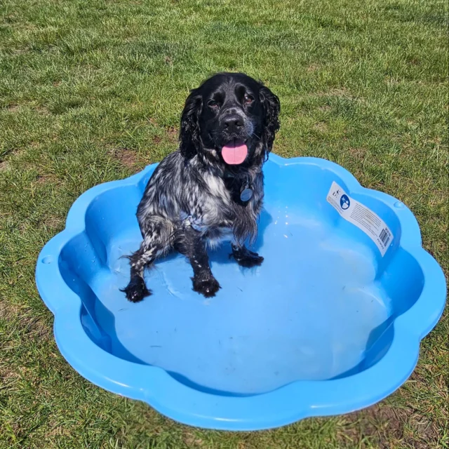 Dog Walking Services by Darren Larkin is the only independent business in the area that utilities a fully enclosed field for your dog/s safety.

We are more than just a service to take your dog out or call round for your wellness service.

It's about the relationship, love and bond we form with our clients dog's, so they feel loved and at ease when we arrive and throughout the day.

We pride ourselves on that personal service we deliver to you and your family member. 

Single Sessions ✔️
All-Day Sessions ✔️
Wellness checks ✔️ 
Home Pet Services ✔️
Pet sitting ✔️
Grooming Service ✔️
Out-of-Hours Service ✔️

For more information, please contact 07799 543484 or visit the website for more information. 

dogwalkingservicesdarrenlarkin.co.uk

We are listed on "The Good Dog Guide."