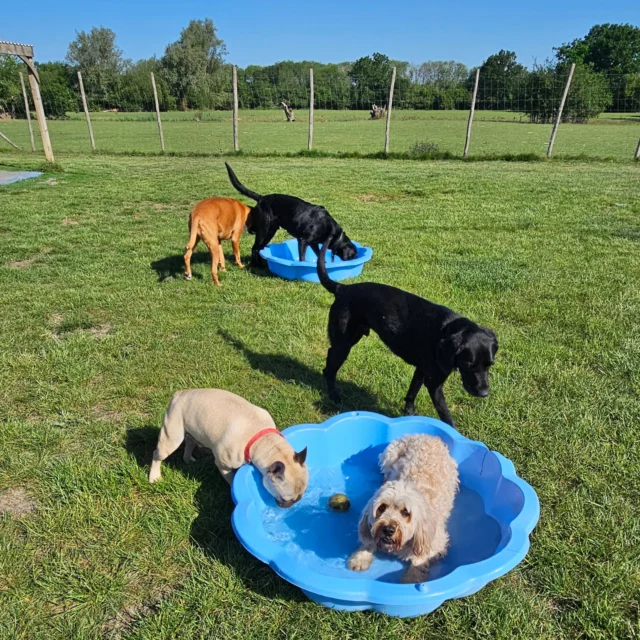 Dog Walking Services by Darren Larkin is the only independent business in the area that utilities a fully enclosed field for your dog/s safety.

We are more than just a service to take your dog out or call round for your wellness service.

It's about the relationship, love and bond we form with our clients dog's, so they feel loved and at ease when we arrive and throughout the day.

We pride ourselves on that personal service we deliver to you and your family member. 

Single Sessions ✔️
All-Day Sessions ✔️
Wellness checks ✔️ 
Home Pet Services ✔️
Pet sitting ✔️
Grooming Service ✔️
Out-of-Hours Service ✔️

For more information, please contact 07799 543484 or visit the website for more information. 

dogwalkingservicesdarrenlarkin.co.uk

We are listed on "The Good Dog Guide."