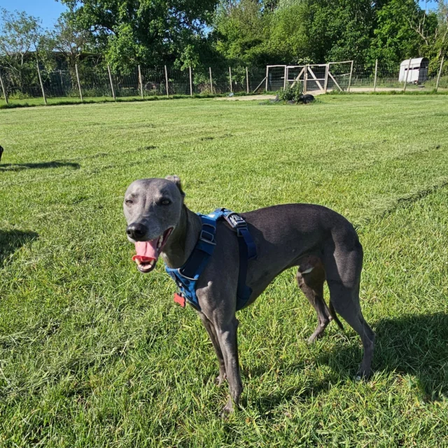 Please welcome Nelson to Dog Walking Services by Darren Larkin 🐕
