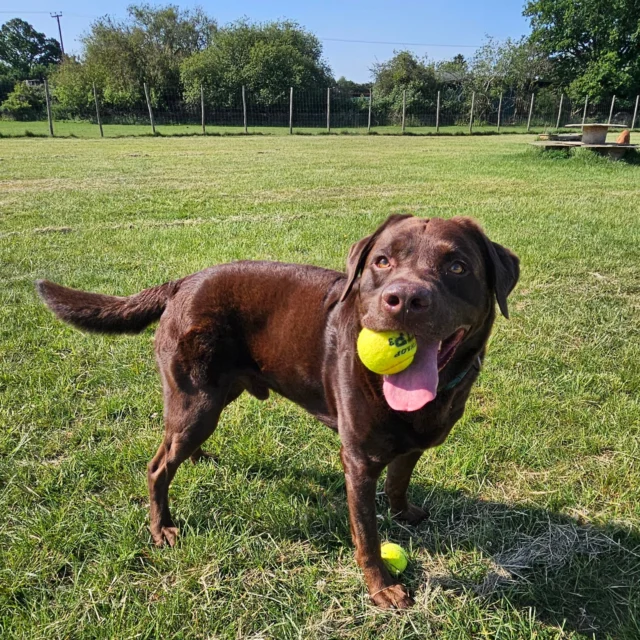 Dog Walking Services by Darren Larkin is the only independent business in the area that utilities a fully enclosed field for your dog/s safety.

We are more than just a service to take your dog out or call round for your wellness service.

It's about the relationship, love and bond we form with our clients dog's, so they feel loved and at ease when we arrive and throughout the day.

We pride ourselves on that personal service we deliver to you and your family member. 

Single Sessions ✔️
All-Day Sessions ✔️
Wellness checks ✔️ 
Home Pet Services ✔️
Pet sitting ✔️
Grooming Service ✔️
Out-of-Hours Service ✔️

For more information, please contact 07799 543484 or visit the website for more information. 

dogwalkingservicesdarrenlarkin.co.uk

We are listed on "The Good Dog Guide."