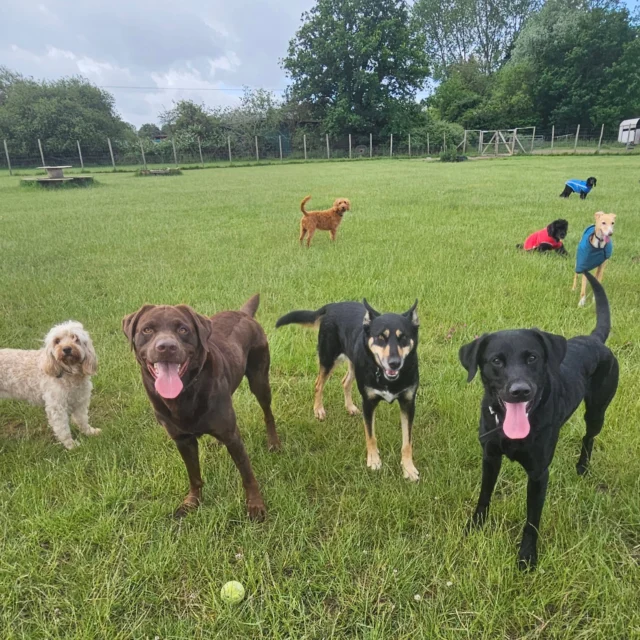 Dog Walking Services by Darren Larkin is the only independent business in the area that utilities a fully enclosed field for your dog/s safety.

We are more than just a service to take your dog out or call round for your wellness service.

It's about the relationship, love and bond we form with our clients dog's, so they feel loved and at ease when we arrive and throughout the day.

We pride ourselves on that personal service we deliver to you and your family member. 

Single Sessions ✔️
All-Day Sessions ✔️
Wellness checks ✔️ 
Home Pet Services ✔️
Pet sitting ✔️
Grooming Service ✔️
Out-of-Hours Service ✔️

For more information, please contact 07799 543484 or visit the website for more information. 

dogwalkingservicesdarrenlarkin.co.uk

We are listed on "The Good Dog Guide."