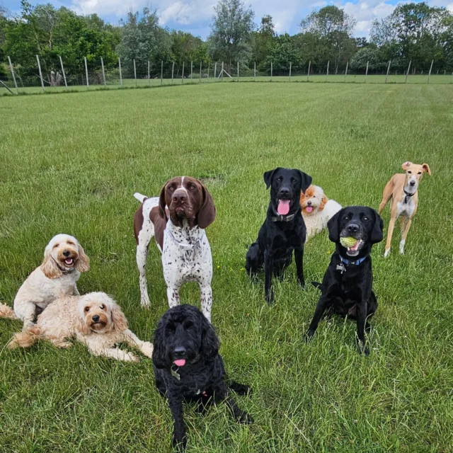 Dog Walking Services by Darren Larkin is the only independent business in the area that utilities a fully enclosed field for your dog/s safety.

We are more than just a service to take your dog out or call round for your wellness service.

It's about the relationship, love and bond we form with our clients dog's, so they feel loved and at ease when we arrive and throughout the day.

We pride ourselves on that personal service we deliver to you and your family member. 

Single Sessions ✔️
All-Day Sessions ✔️
Wellness checks ✔️ 
Home Pet Services ✔️
Pet sitting ✔️
Grooming Service ✔️
Out-of-Hours Service ✔️

For more information, please contact 07799 543484 or visit the website for more information. 

dogwalkingservicesdarrenlarkin.co.uk

We are listed on "The Good Dog Guide."