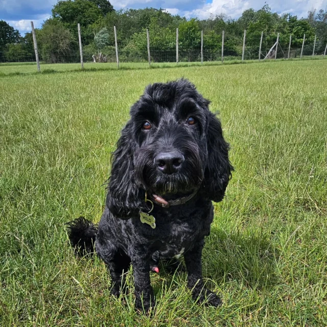 Please welcome Milo to Dog Walking Services by Darren Larkin 🐕