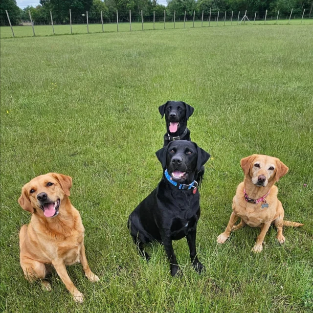 Dog Walking Services by Darren Larkin is the only independent business in the area that utilities a fully enclosed field for your dog/s safety.

We are more than just a service to take your dog out or call round for your wellness service.

It's about the relationship, love and bond we form with our clients dog's, so they feel loved and at ease when we arrive and throughout the day.

We pride ourselves on that personal service we deliver to you and your family member. 

Single Sessions ✔️
All-Day Sessions ✔️
Wellness checks ✔️ 
Home Pet Services ✔️
Pet sitting ✔️
Grooming Service ✔️
Out-of-Hours Service ✔️

For more information, please contact 07799 543484 or visit the website for more information. 

dogwalkingservicesdarrenlarkin.co.uk

We are listed on "The Good Dog Guide."