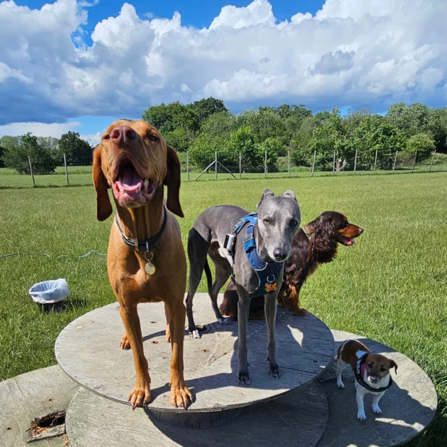 Dog Walking Services by Darren Larkin is the only independent business in the area that utilities a fully enclosed field for your dog/s safety.

We are more than just a service to take your dog out or call round for your wellness service.

It's about the relationship, love and bond we form with our clients dog's, so they feel loved and at ease when we arrive and throughout the day.

We pride ourselves on that personal service we deliver to you and your family member. 

Single Sessions ✔️
All-Day Sessions ✔️
Wellness checks ✔️ 
Home Pet Services ✔️
Pet sitting ✔️
Grooming Service ✔️
Out-of-Hours Service ✔️

For more information, please contact 07799 543484 or visit the website for more information. 

dogwalkingservicesdarrenlarkin.co.uk

We are listed on "The Good Dog Guide."