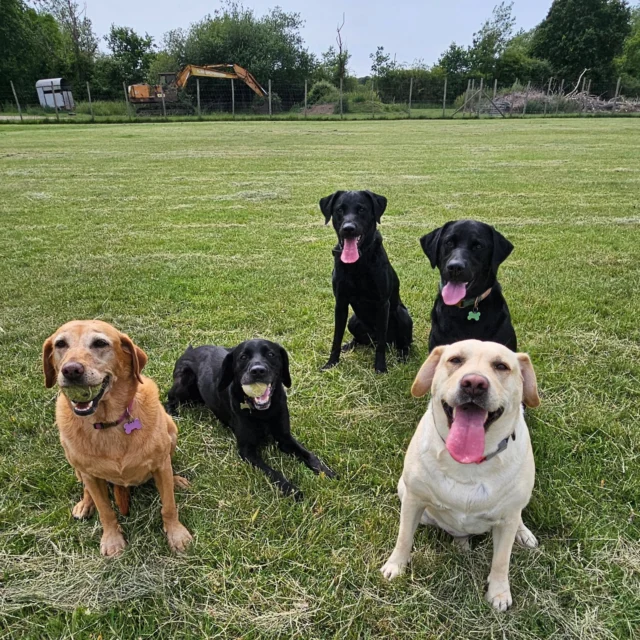 Dog Walking Services by Darren Larkin is the only independent business in the area that utilities a fully enclosed field for your dog/s safety.

We are more than just a service to take your dog out or call round for your wellness service.

It's about the relationship, love and bond we form with our clients dog's, so they feel loved and at ease when we arrive and throughout the day.

We pride ourselves on that personal service we deliver to you and your family member. 

Single Sessions ✔️
All-Day Sessions ✔️
Wellness checks ✔️ 
Home Pet Services ✔️
Pet sitting ✔️
Grooming Service ✔️
Out-of-Hours Service ✔️

For more information, please contact 07799 543484 or visit the website for more information. 

dogwalkingservicesdarrenlarkin.co.uk

We are listed on "The Good Dog Guide."