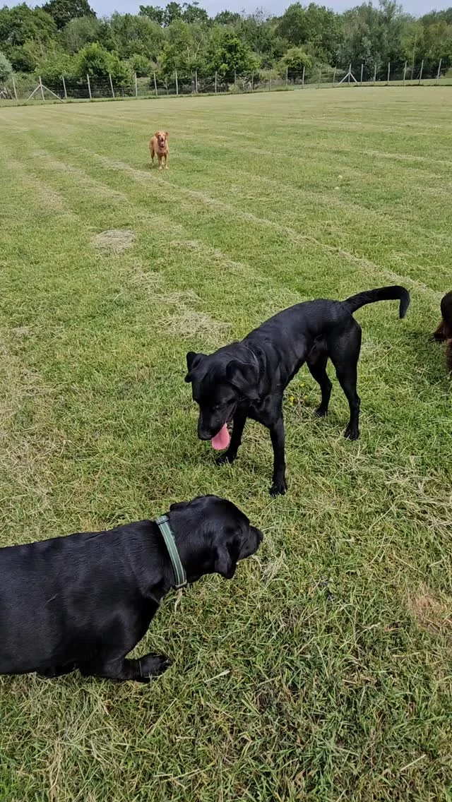 Dog Walking Services by Darren Larkin is the only independent business in the area that utilities a fully enclosed field for your dog/s safety.

We are more than just a service to take your dog out or call round for your wellness service.

It's about the relationship, love and bond we form with our clients dog's, so they feel loved and at ease when we arrive and throughout the day.

We pride ourselves on that personal service we deliver to you and your family member. 

Single Sessions ✔️
All-Day Sessions ✔️
Wellness checks ✔️ 
Home Pet Services ✔️
Pet sitting ✔️
Grooming Service ✔️
Out-of-Hours Service ✔️

For more information, please contact 07799 543484 or visit the website for more information. 

dogwalkingservicesdarrenlarkin.co.uk

We are listed on "The Good Dog Guide."