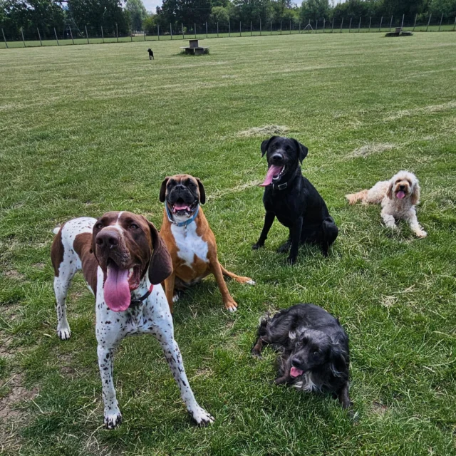 Dog Walking Services by Darren Larkin is the only independent business in the area that utilities a fully enclosed field for your dog/s safety.

We are more than just a service to take your dog out or call round for your wellness service.

It's about the relationship, love and bond we form with our clients dog's, so they feel loved and at ease when we arrive and throughout the day.

We pride ourselves on that personal service we deliver to you and your family member. 

Single Sessions ✔️
All-Day Sessions ✔️
Wellness checks ✔️ 
Home Pet Services ✔️
Pet sitting ✔️
Grooming Service ✔️
Out-of-Hours Service ✔️

For more information, please contact 07799 543484 or visit the website for more information. 

dogwalkingservicesdarrenlarkin.co.uk

We are listed on "The Good Dog Guide."