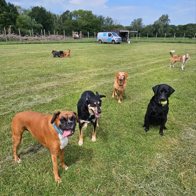 Dog Walking Services by Darren Larkin is the only independent business in the area that utilities a fully enclosed field for your dog/s safety.

We are more than just a service to take your dog out or call round for your wellness service.

It's about the relationship, love and bond we form with our clients dog's, so they feel loved and at ease when we arrive and throughout the day.

We pride ourselves on that personal service we deliver to you and your family member. 

Single Sessions ✔️
All-Day Sessions ✔️
Wellness checks ✔️ 
Home Pet Services ✔️
Pet sitting ✔️
Grooming Service ✔️
Out-of-Hours Service ✔️

For more information, please contact 07799 543484 or visit the website for more information. 

dogwalkingservicesdarrenlarkin.co.uk

We are listed on "The Good Dog Guide."