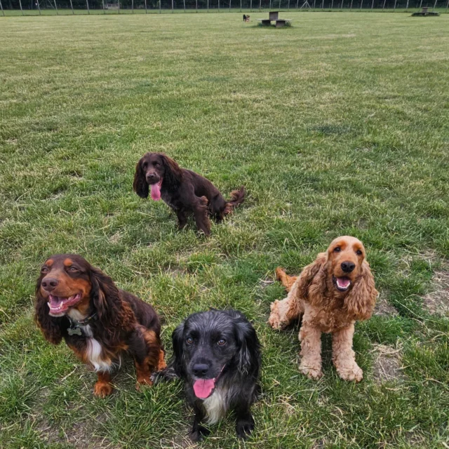 Dog Walking Services by Darren Larkin is the only independent business in the area that utilities a fully enclosed field for your dog/s safety.

We are more than just a service to take your dog out or call round for your wellness service.

It's about the relationship, love and bond we form with our clients dog's, so they feel loved and at ease when we arrive and throughout the day.

We pride ourselves on that personal service we deliver to you and your family member. 

Single Sessions ✔️
All-Day Sessions ✔️
Wellness checks ✔️ 
Home Pet Services ✔️
Pet sitting ✔️
Grooming Service ✔️
Out-of-Hours Service ✔️

For more information, please contact 07799 543484 or visit the website for more information. 

dogwalkingservicesdarrenlarkin.co.uk

We are listed on "The Good Dog Guide."