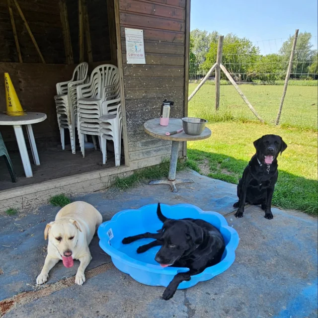 Dog Walking Services by Darren Larkin is the only independent business in the area that utilities a fully enclosed field for your dog/s safety.

We are more than just a service to take your dog out or call round for your wellness service.

It's about the relationship, love and bond we form with our clients dog's, so they feel loved and at ease when we arrive and throughout the day.

We pride ourselves on that personal service we deliver to you and your family member. 

Single Sessions ✔️
All-Day Sessions ✔️
Wellness checks ✔️ 
Home Pet Services ✔️
Pet sitting ✔️
Grooming Service ✔️
Out-of-Hours Service ✔️

For more information, please contact 07799 543484 or visit the website for more information. 

dogwalkingservicesdarrenlarkin.co.uk

We are listed on "The Good Dog Guide."