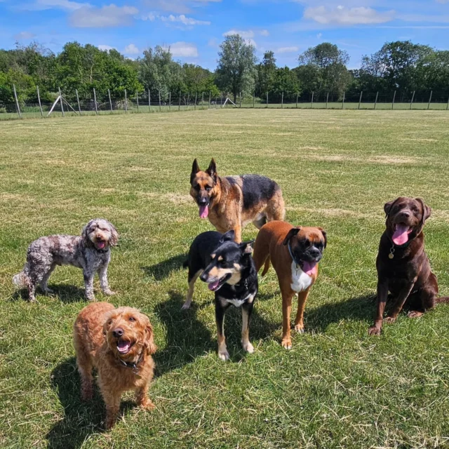 Dog Walking Services by Darren Larkin is the only independent business in the area that utilities a fully enclosed field for your dog/s safety.

We are more than just a service to take your dog out or call round for your wellness service.

It's about the relationship, love and bond we form with our clients dog's, so they feel loved and at ease when we arrive and throughout the day.

We pride ourselves on that personal service we deliver to you and your family member. 

Single Sessions ✔️
All-Day Sessions ✔️
Wellness checks ✔️ 
Home Pet Services ✔️
Pet sitting ✔️
Grooming Service ✔️
Out-of-Hours Service ✔️

For more information, please contact 07799 543484 or visit the website for more information. 

dogwalkingservicesdarrenlarkin.co.uk

We are listed on "The Good Dog Guide."