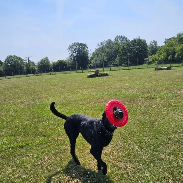 Dog Walking Services by Darren Larkin is the only independent business in the area that utilities a fully enclosed field for your dog/s safety.

We are more than just a service to take your dog out or call round for your wellness service.

It's about the relationship, love and bond we form with our clients dog's, so they feel loved and at ease when we arrive and throughout the day.

We pride ourselves on that personal service we deliver to you and your family member. 

Single Sessions ✔️
All-Day Sessions ✔️
Wellness checks ✔️ 
Home Pet Services ✔️
Pet sitting ✔️
Grooming Service ✔️
Out-of-Hours Service ✔️

For more information, please contact 07799 543484 or visit the website for more information. 

dogwalkingservicesdarrenlarkin.co.uk

We are listed on "The Good Dog Guide."