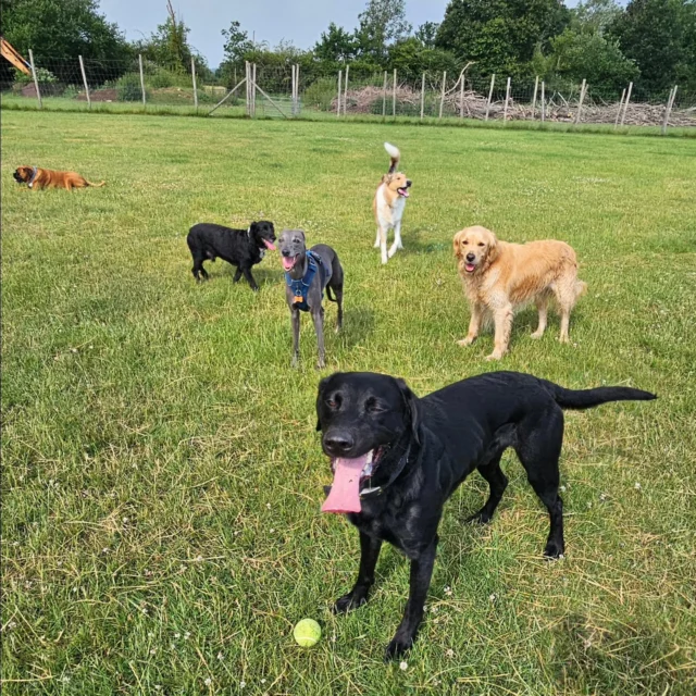 Dog Walking Services by Darren Larkin is the only independent business in the area that utilities a fully enclosed field for your dog/s safety.

We are more than just a service to take your dog out or call round for your wellness service.

It's about the relationship, love and bond we form with our clients dog's, so they feel loved and at ease when we arrive and throughout the day.

We pride ourselves on that personal service we deliver to you and your family member. 

Single Sessions ✔️
All-Day Sessions ✔️
Wellness checks ✔️ 
Home Pet Services ✔️
Pet sitting ✔️
Grooming Service ✔️
Out-of-Hours Service ✔️

For more information, please contact 07799 543484 or visit the website for more information. 

dogwalkingservicesdarrenlarkin.co.uk

We are listed on "The Good Dog Guide."
