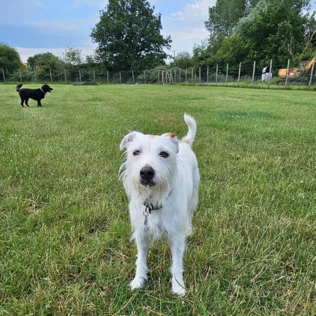 Please welcome Roxy to Dog Walking Services by Darren Larkin 🐕