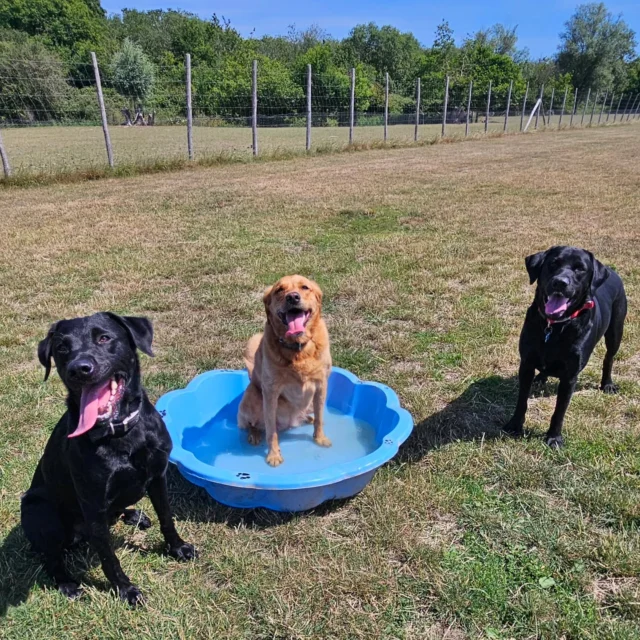 Dog Walking Services by Darren Larkin is the only independent business in the area that utilities a fully enclosed field for your dog/s safety.

We are more than just a service to take your dog out or call round for your wellness service.

It's about the relationship, love and bond we form with our clients dog's, so they feel loved and at ease when we arrive and throughout the day.

We pride ourselves on that personal service we deliver to you and your family member. 

Single Sessions ✔️
All-Day Sessions ✔️
Wellness checks ✔️ 
Home Pet Services ✔️
Pet sitting ✔️
Grooming Service ✔️
Out-of-Hours Service ✔️

For more information, please contact 07799 543484 or visit the website for more information. 

dogwalkingservicesdarrenlarkin.co.uk

We are listed on "The Good Dog Guide."