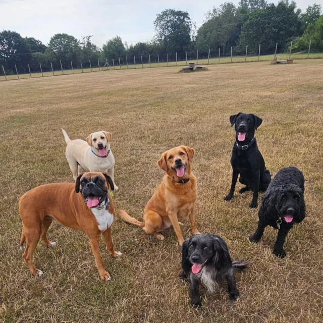 Dog Walking Services by Darren Larkin is the only independent business in the area that utilities a fully enclosed field for your dog/s safety.

We are more than just a service to take your dog out or call round for your wellness service.

It's about the relationship, love and bond we form with our clients dog's, so they feel loved and at ease when we arrive and throughout the day.

We pride ourselves on that personal service we deliver to you and your family member. 

Single Sessions ✔️
All-Day Sessions ✔️
Wellness checks ✔️ 
Home Pet Services ✔️
Pet sitting ✔️
Grooming Service ✔️
Out-of-Hours Service ✔️

For more information, please contact 07799 543484 or visit the website for more information. 

dogwalkingservicesdarrenlarkin.co.uk

We are listed on "The Good Dog Guide."