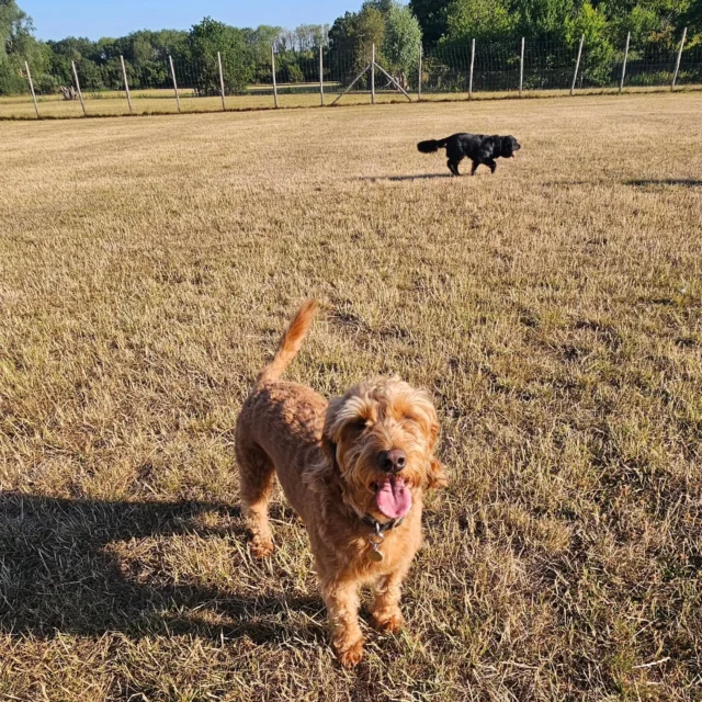 Dog Walking Services by Darren Larkin is the only independent business in the area that utilities a fully enclosed field for your dog/s safety.

We are more than just a service to take your dog out or call round for your wellness service.

It's about the relationship, love and bond we form with our clients dog's, so they feel loved and at ease when we arrive and throughout the day.

We pride ourselves on that personal service we deliver to you and your family member. 

Single Sessions ✔️
All-Day Sessions ✔️
Wellness checks ✔️ 
Home Pet Services ✔️
Pet sitting ✔️
Grooming Service ✔️
Out-of-Hours Service ✔️

For more information, please contact 07799 543484 or visit the website for more information. 

dogwalkingservicesdarrenlarkin.co.uk

We are listed on "The Good Dog Guide."