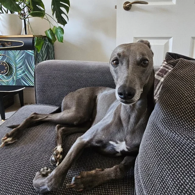 Had a lovely day today looking after this amazing boy.

We are more than just a service that takes your dog out or call round for a wellness service.

It's about the relationship, love and bond we form with our clients dog's, so they feel loved and at ease when we arrive and throughout the day.

We pride ourselves on that personal service we deliver to you and your family member. 

Single Sessions ✔️
All-Day Sessions ✔️
Wellness checks ✔️ 
Home Pet Services ✔️
Pet sitting ✔️
Grooming Service ✔️
Out-of-Hours Service ✔️

For more information, please contact 07799 543484 or visit the website for more information. 

dogwalkingservicesdarrenlarkin.co.uk

We are listed on "The Good Dog Guide."