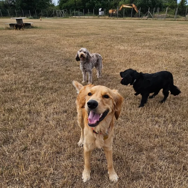 Dog Walking Services by Darren Larkin is the only independent business in the area that utilities a fully enclosed field for your dog/s safety.

We are more than just a service to take your dog out or call round for your wellness service.

It's about the relationship, love and bond we form with our clients dog's, so they feel loved and at ease when we arrive and throughout the day.

We pride ourselves on that personal service we deliver to you and your family member. 

Single Sessions ✔️
All-Day Sessions ✔️
Wellness checks ✔️ 
Home Pet Services ✔️
Pet sitting ✔️
Grooming Service ✔️
Out-of-Hours Service ✔️

For more information, please contact 07799 543484 or visit the website for more information. 

dogwalkingservicesdarrenlarkin.co.uk

We are listed on "The Good Dog Guide."