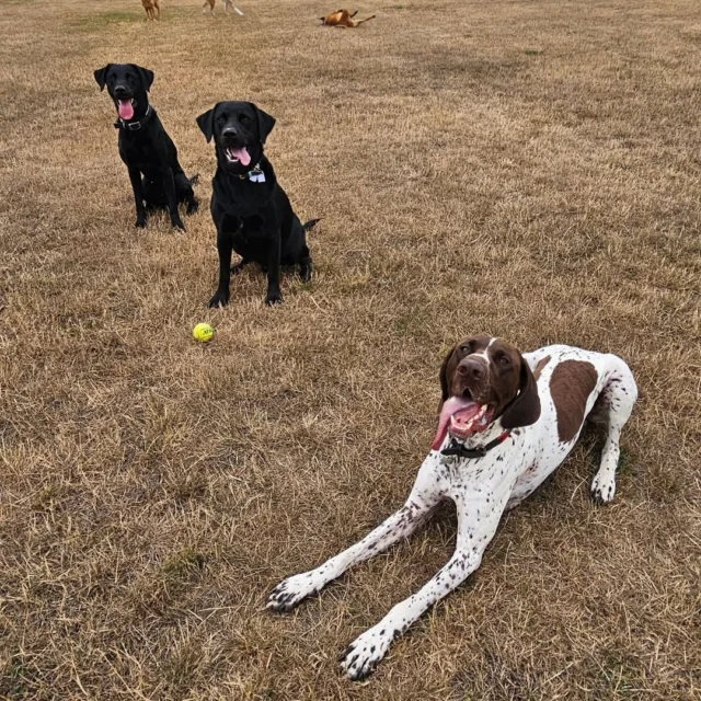 Dog Walking Services by Darren Larkin is the only independent business in the area that utilities a fully enclosed field for your dog/s safety.

We are more than just a service to take your dog out or call round for your wellness service.

It's about the relationship, love and bond we form with our clients dog's, so they feel loved and at ease when we arrive and throughout the day.

We pride ourselves on that personal service we deliver to you and your family member. 

Single Sessions ✔️
All-Day Sessions ✔️
Wellness checks ✔️ 
Home Pet Services ✔️
Pet sitting ✔️
Grooming Service ✔️
Out-of-Hours Service ✔️

For more information, please contact 07799 543484 or visit the website for more information. 

dogwalkingservicesdarrenlarkin.co.uk

We are listed on "The Good Dog Guide."