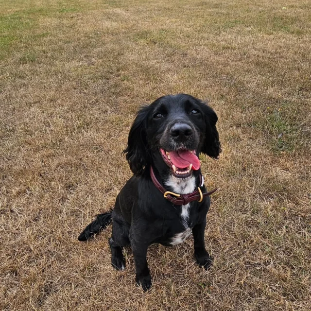 Please welcome Arwen to Dog Walking Services by Darren Larkin 🐕