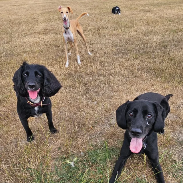 Dog Walking Services by Darren Larkin is the only independent business in the area that utilities a fully enclosed field for your dog/s safety.

We are more than just a service to take your dog out or call round for your wellness service.

It's about the relationship, love and bond we form with our clients dog's, so they feel loved and at ease when we arrive and throughout the day.

We pride ourselves on that personal service we deliver to you and your family member. 

Single Sessions ✔️
All-Day Sessions ✔️
Wellness checks ✔️ 
Home Pet Services ✔️
Pet sitting ✔️
Grooming Service ✔️
Out-of-Hours Service ✔️

For more information, please contact 07799 543484 or visit the website for more information. 

dogwalkingservicesdarrenlarkin.co.uk

We are listed on "The Good Dog Guide."