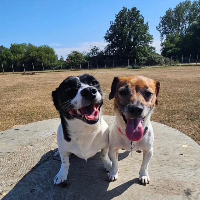 Dog Walking Services by Darren Larkin is the only independent business in the area that utilities a fully enclosed field for your dog/s safety.

We are more than just a service to take your dog out or call round for your wellness service.

It's about the relationship, love and bond we form with our clients dog's, so they feel loved and at ease when we arrive and throughout the day.

We pride ourselves on that personal service we deliver to you and your family member. 

Single Sessions ✔️
All-Day Sessions ✔️
Wellness checks ✔️ 
Home Pet Services ✔️
Pet sitting ✔️
Grooming Service ✔️
Out-of-Hours Service ✔️

For more information, please contact 07799 543484 or visit the website for more information. 

dogwalkingservicesdarrenlarkin.co.uk

We are listed on "The Good Dog Guide."