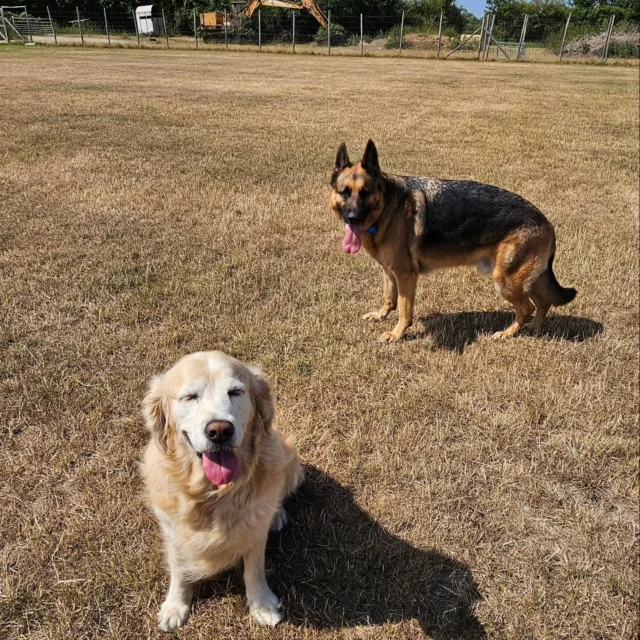 Dog Walking Services by Darren Larkin is the only independent business in the area that utilities a fully enclosed field for your dog/s safety.

We are more than just a service to take your dog out or call round for your wellness service.

It's about the relationship, love and bond we form with our clients dog's, so they feel loved and at ease when we arrive and throughout the day.

We pride ourselves on that personal service we deliver to you and your family member. 

Single Sessions ✔️
All-Day Sessions ✔️
Wellness checks ✔️ 
Home Pet Services ✔️
Pet sitting ✔️
Grooming Service ✔️
Out-of-Hours Service ✔️

For more information, please contact 07799 543484 or visit the website for more information. 

dogwalkingservicesdarrenlarkin.co.uk

We are listed on "The Good Dog Guide."