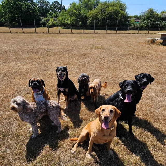 Dog Walking Services by Darren Larkin is the only independent business in the area that utilities a fully enclosed field for your dog/s safety.

We are more than just a service to take your dog out or call round for your wellness service.

It's about the relationship, love and bond we form with our clients dog's, so they feel loved and at ease when we arrive and throughout the day.

We pride ourselves on that personal service we deliver to you and your family member. 

Single Sessions ✔️
All-Day Sessions ✔️
Wellness checks ✔️ 
Home Pet Services ✔️
Pet sitting ✔️
Grooming Service ✔️
Out-of-Hours Service ✔️

For more information, please contact 07799 543484 or visit the website for more information. 

dogwalkingservicesdarrenlarkin.co.uk

We are listed on "The Good Dog Guide."