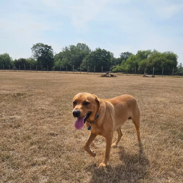 Please welcome Rupert to Dog Walking Services by Darren Larkin 🐕