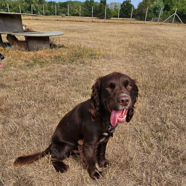 Please welcome Leo to Dog Walking Services by Darren Larkin 🐕