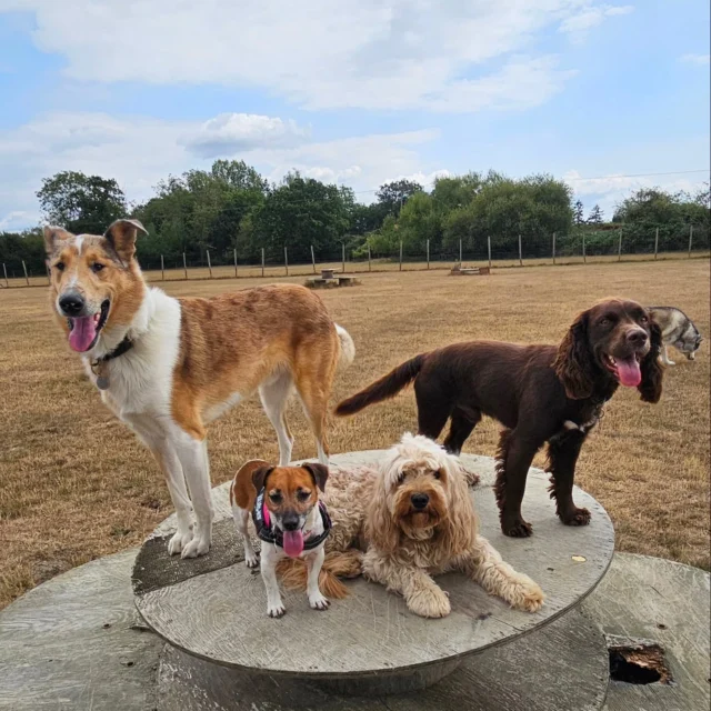 Dog Walking Services by Darren Larkin is the only independent business in the area that utilities a fully enclosed field for your dog/s safety.

We are more than just a service to take your dog out or call round for your wellness service.

It's about the relationship, love and bond we form with our clients dog's, so they feel loved and at ease when we arrive and throughout the day.

We pride ourselves on that personal service we deliver to you and your family member. 

Single Sessions ✔️
All-Day Sessions ✔️
Wellness checks ✔️ 
Home Pet Services ✔️
Pet sitting ✔️
Grooming Service ✔️
Out-of-Hours Service ✔️

For more information, please contact 07799 543484 or visit the website for more information. 

dogwalkingservicesdarrenlarkin.co.uk

We are listed on "The Good Dog Guide."