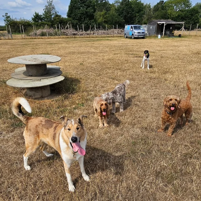 Dog Walking Services by Darren Larkin is the only independent business in the area that utilities a fully enclosed field for your dog/s safety.

We are more than just a service to take your dog out or call round for your wellness service.

It's about the relationship, love and bond we form with our clients dog's, so they feel loved and at ease when we arrive and throughout the day.

We pride ourselves on that personal service we deliver to you and your family member. 

Single Sessions ✔️
All-Day Sessions ✔️
Wellness checks ✔️ 
Home Pet Services ✔️
Pet sitting ✔️
Grooming Service ✔️
Out-of-Hours Service ✔️

For more information, please contact 07799 543484 or visit the website for more information. 

dogwalkingservicesdarrenlarkin.co.uk

We are listed on "The Good Dog Guide."