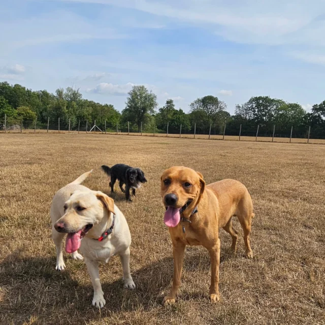 Dog Walking Services by Darren Larkin is the only independent business in the area that utilities a fully enclosed field for your dog/s safety.

We are more than just a service to take your dog out or call round for your wellness service.

It's about the relationship, love and bond we form with our clients dog's, so they feel loved and at ease when we arrive and throughout the day.

We pride ourselves on that personal service we deliver to you and your family member. 

Single Sessions ✔️
All-Day Sessions ✔️
Wellness checks ✔️ 
Home Pet Services ✔️
Pet sitting ✔️
Grooming Service ✔️
Out-of-Hours Service ✔️

For more information, please contact 07799 543484 or visit the website for more information. 

dogwalkingservicesdarrenlarkin.co.uk

We are listed on "The Good Dog Guide."