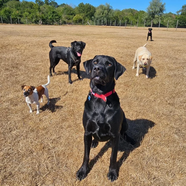 Dog Walking Services by Darren Larkin is the only independent business in the area that utilities a fully enclosed field for your dog/s safety.

We are more than just a service to take your dog out or call round for your wellness service.

It's about the relationship, love and bond we form with our clients dog's, so they feel loved and at ease when we arrive and throughout the day.

We pride ourselves on that personal service we deliver to you and your family member. 

Single Sessions ✔️
All-Day Sessions ✔️
Wellness checks ✔️ 
Home Pet Services ✔️
Pet sitting ✔️
Grooming Service ✔️
Out-of-Hours Service ✔️

For more information, please contact 07799 543484 or visit the website for more information. 

dogwalkingservicesdarrenlarkin.co.uk

We are listed on "The Good Dog Guide."