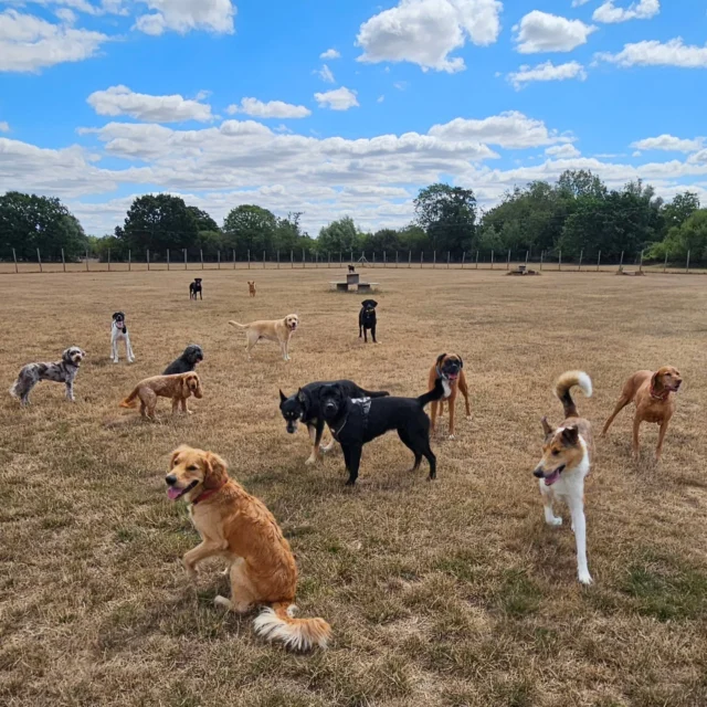 Dog Walking Services by Darren Larkin is the only independent business in the area that utilities a fully enclosed field for your dog/s safety.

We are more than just a service to take your dog out or call round for your wellness service.

It's about the relationship, love and bond we form with our clients dog's, so they feel loved and at ease when we arrive and throughout the day.

We pride ourselves on that personal service we deliver to you and your family member. 

Single Sessions ✔️
All-Day Sessions ✔️
Wellness checks ✔️ 
Home Pet Services ✔️
Pet sitting ✔️
Grooming Service ✔️
Out-of-Hours Service ✔️

For more information, please contact 07799 543484 or visit the website for more information. 

dogwalkingservicesdarrenlarkin.co.uk

We are listed on "The Good Dog Guide."