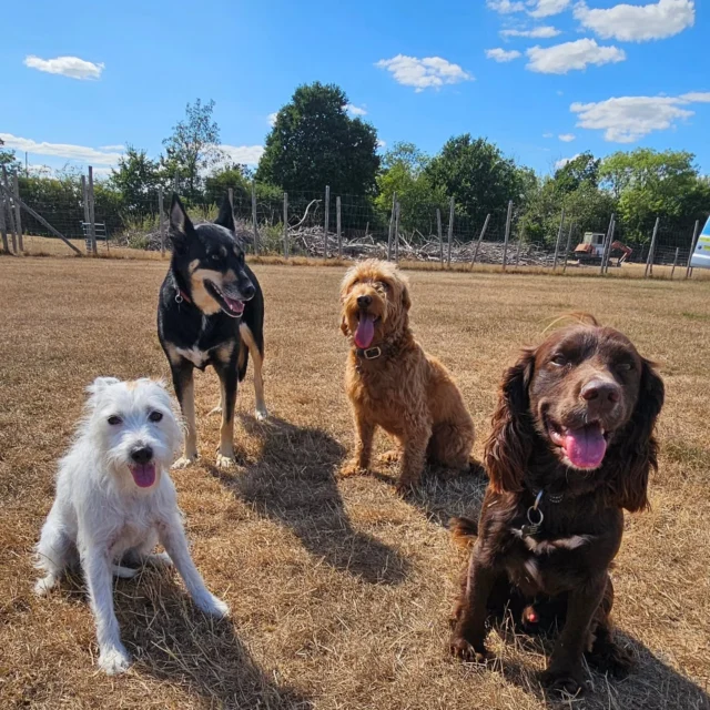 Dog Walking Services by Darren Larkin is the only independent business in the area that utilities a fully enclosed field for your dog/s safety.

We are more than just a service to take your dog out or call round for your wellness service.

It's about the relationship, love and bond we form with our clients dog's, so they feel loved and at ease when we arrive and throughout the day.

We pride ourselves on that personal service we deliver to you and your family member. 

Single Sessions ✔️
All-Day Sessions ✔️
Wellness checks ✔️ 
Home Pet Services ✔️
Pet sitting ✔️
Out-of-Hours Service ✔️

For more information, please contact 07799 543484 or visit the website for more information. 

dogwalkingservicesdarrenlarkin.co.uk

We are listed on "The Good Dog Guide."