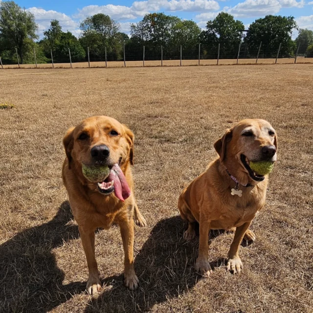 Dog Walking Services by Darren Larkin is the only independent business in the area that utilities a fully enclosed field for your dog/s safety.

We are more than just a service to take your dog out or call round for your wellness service.

It's about the relationship, love and bond we form with our clients dog's, so they feel loved and at ease when we arrive and throughout the day.

We pride ourselves on that personal service we deliver to you and your family member. 

Single Sessions ✔️
All-Day Sessions ✔️
Wellness checks ✔️ 
Home Pet Services ✔️
Pet sitting ✔️
Out-of-Hours Service ✔️

For more information, please contact 07799 543484 or visit the website for more information. 

dogwalkingservicesdarrenlarkin.co.uk

We are listed on "The Good Dog Guide."
