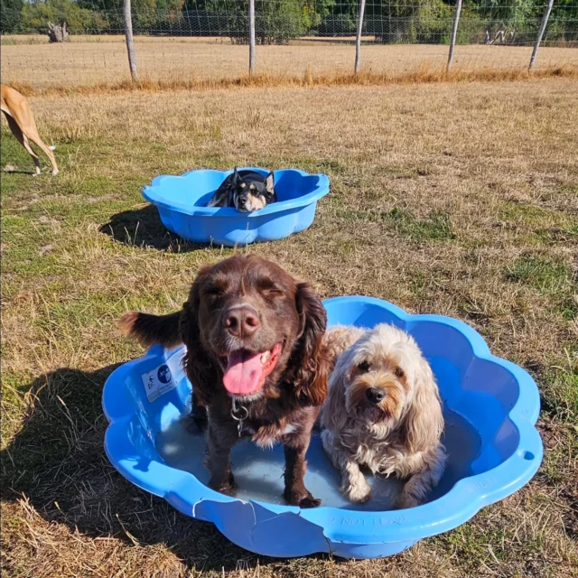 Dog Walking Services by Darren Larkin is the only independent business in the area that utilities a fully enclosed field for your dog/s safety.

We are more than just a service to take your dog out or call round for your wellness service.

It's about the relationship, love and bond we form with our clients dog's, so they feel loved and at ease when we arrive and throughout the day.

We pride ourselves on that personal service we deliver to you and your family member. 

Single Sessions ✔️
All-Day Sessions ✔️
Wellness checks ✔️ 
Home Pet Services ✔️
Pet sitting ✔️
Out-of-Hours Service ✔️

For more information, please contact 07799 543484 or visit the website for more information. 

dogwalkingservicesdarrenlarkin.co.uk

We are listed on "The Good Dog Guide."