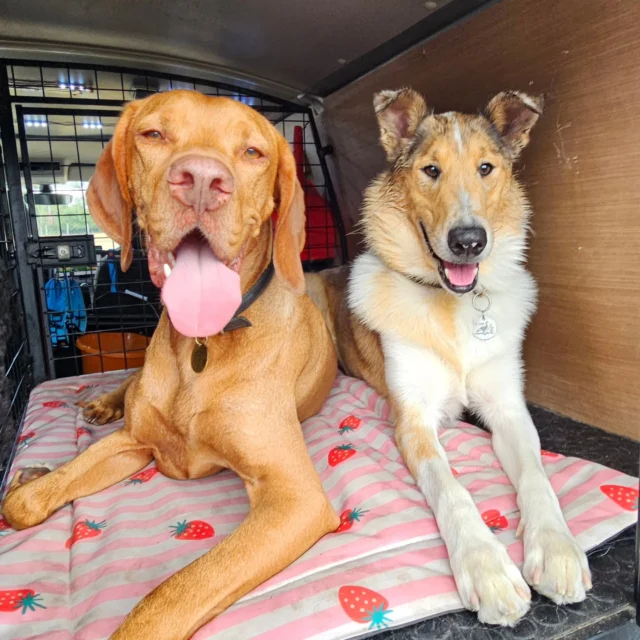 Best buddies as soon as they met 🧡