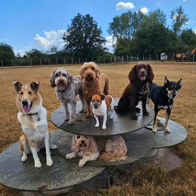 Dog Walking Services by Darren Larkin is the only independent business in the area that utilities a fully enclosed field for your dog/s safety.

We are more than just a service to take your dog out or call round for your wellness service.

It's about the relationship, love and bond we form with our clients dog's, so they feel loved and at ease when we arrive and throughout the day.

We pride ourselves on that personal service we deliver to you and your family member. 

Single Sessions ✔️
All-Day Sessions ✔️
Wellness checks ✔️ 
Home Pet Services ✔️
Pet sitting ✔️
Out-of-Hours Service ✔️

For more information, please contact 07799 543484 or visit the website for more information. 

dogwalkingservicesdarrenlarkin.co.uk

We are listed on "The Good Dog Guide."