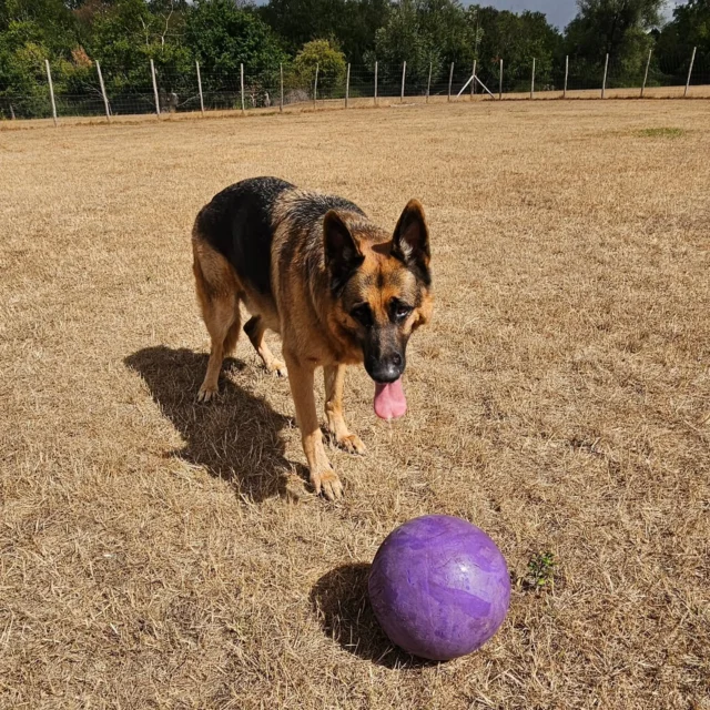 Dog Walking Services by Darren Larkin is the only independent business in the area that utilities a fully enclosed field for your dog/s safety.

We are more than just a service to take your dog out or call round for your wellness service.

It's about the relationship, love and bond we form with our clients dog's, so they feel loved and at ease when we arrive and throughout the day.

We pride ourselves on that personal service we deliver to you and your family member. 

Single Sessions ✔️
All-Day Sessions ✔️
Wellness checks ✔️ 
Home Pet Services ✔️
Pet sitting ✔️
Out-of-Hours Service ✔️

For more information, please contact 07799 543484 or visit the website for more information. 

dogwalkingservicesdarrenlarkin.co.uk

We are listed on "The Good Dog Guide."