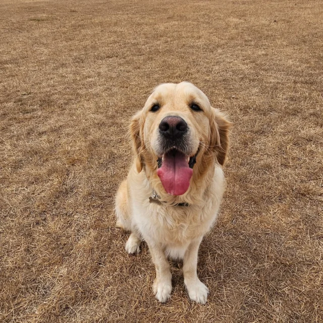 Please welcome Barney to Dog Walking Services by Darren Larkin 🐕