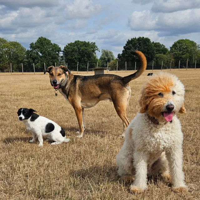 Dog Walking Services by Darren Larkin is the only independent business in the area that utilities a fully enclosed field for your dog/s safety.

We are more than just a service to take your dog out or call round for your wellness service.

It's about the relationship, love and bond we form with our clients dog's, so they feel loved and at ease when we arrive and throughout the day.

We pride ourselves on that personal service we deliver to you and your family member. 

Single Sessions ✔️
All-Day Sessions ✔️
Wellness checks ✔️ 
Home Pet Services ✔️
Pet sitting ✔️
Out-of-Hours Service ✔️

For more information, please contact 07799 543484 or visit the website for more information. 

dogwalkingservicesdarrenlarkin.co.uk

We are listed on "The Good Dog Guide."